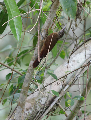 Buff-throated Woodcreeper (Xiphorhynchus guttatus) photo image