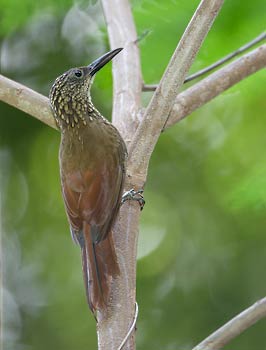 Cocoa Woodcreeper (Xiphorhynchus susurrans) photo image