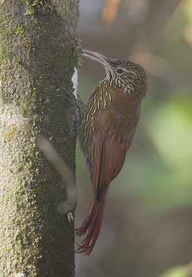 Montane Woodcreeper (Lepidocolaptes lacrymiger) photo image