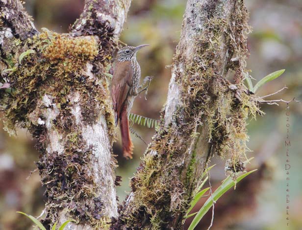 Montane Woodcreeper (Lepidocolaptes lacrymiger) photo image