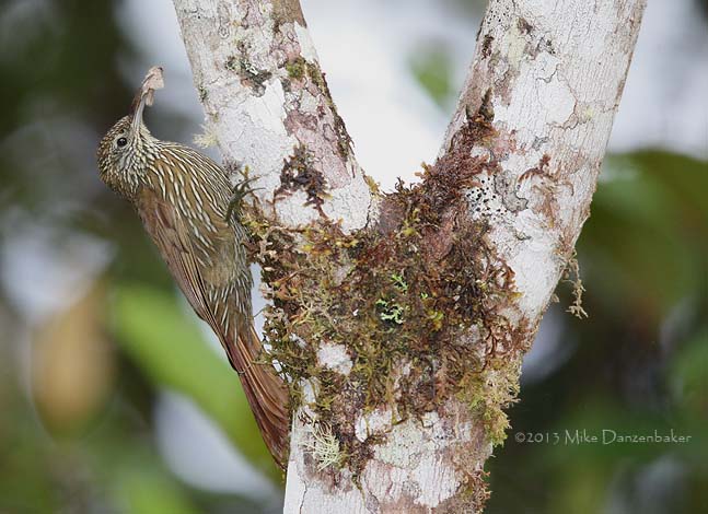 Montane Woodcreeper (Lepidocolaptes lacrymiger) photo image