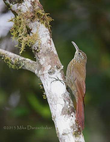 Montane Woodcreeper (Lepidocolaptes lacrymiger) photo image
