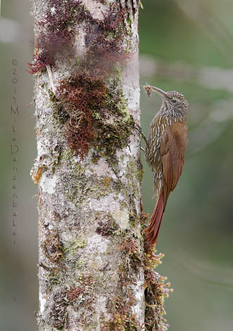 Montane Woodcreeper (Lepidocolaptes lacrymiger) photo image