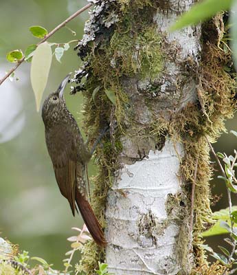 Olive-backed Woodcreeper (Xiphorhynchus triangularis) photo image