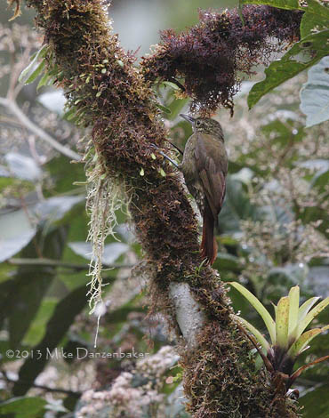 Olive-backed Woodcreeper (Xiphorhynchus triangularis) photo image
