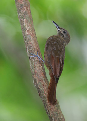 Plain-brown Woodcreeper (Dendrocincla fuliginosa) photo
