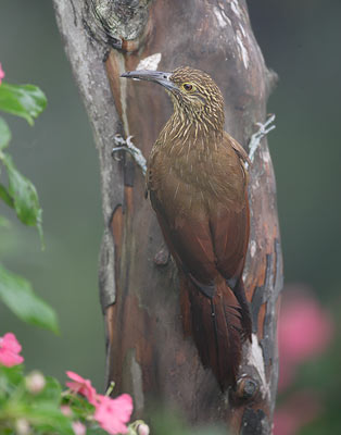 Strong-billed Woodcreeper (Xiphocolaptes promeropirhynchus) photo image