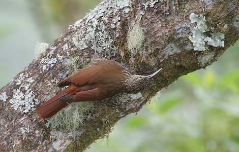 Spot-crowned Woodcreeper (Lepidocolaptes affinis) photo image