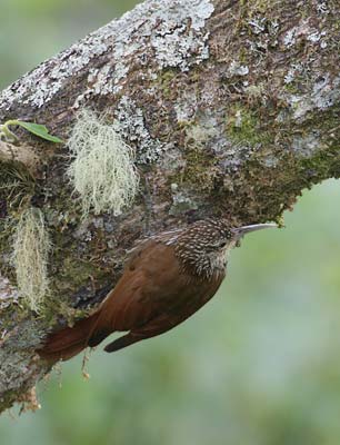 Spot-crowned Woodcreeper (Lepidocolaptes affinis) photo image