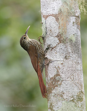 Spot-crowned Woodcreeper (Lepidocolaptes affinis) photo