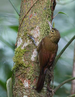Spotted Woodcreeper (Xiphorhynchus erythropygius) photo