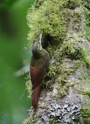 Spotted Woodcreeper (Xiphorhynchus erythropygius) photo