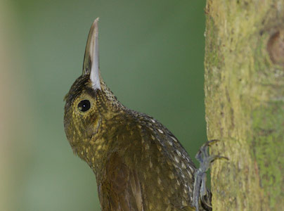 Spotted Woodcreeper (Xiphorhynchus erythropygius) photo
