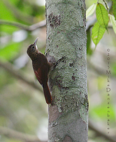 Spix's Woodcreeper (Xiphorhynchus spixii) photo