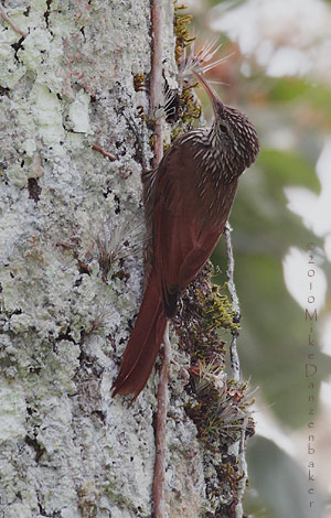 Streak-headed Woodcreeper (Lepidocolaptes souleyetii) photo image