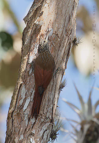 Streak-headed Woodcreeper (Lepidocolaptes souleyetii) photo image