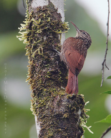 Streak-headed Woodcreeper (Lepidocolaptes souleyetii) photo image