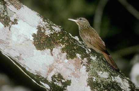 Striped Woodcreeper (Xiphorhynchus obsoletus) photo image