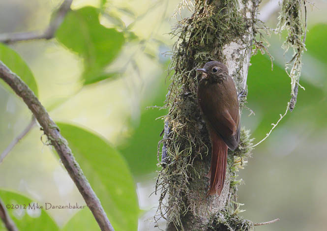 Wedge-billed Woodcreeper (Glyphorynchus spirurus) photo image