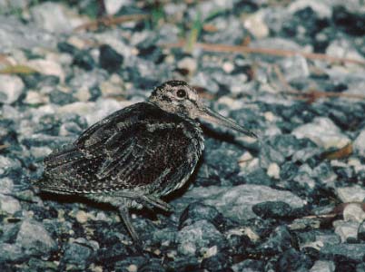 Amami Woodcock (Scolopax mira) photo image