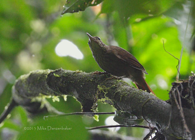 Eastern Woodhaunter (Hyloctistes subulatus) photo image