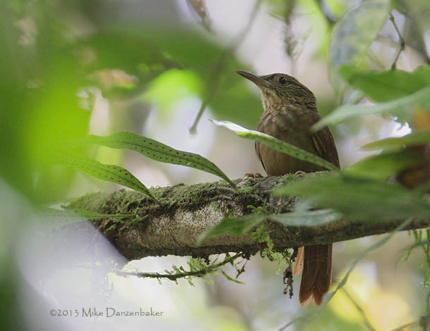 Eastern Woodhaunter (Hyloctistes subulatus) photo image