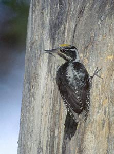 American Three-toed Woodpecker (Picoides dorsalis) photo image