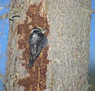 American Three-toed Woodpecker (Picoides dorsalis) photo image
