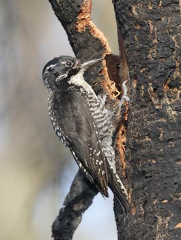 American Three-toed Woodpecker (Picoides dorsalis) photo image