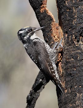 American Three-toed Woodpecker (Picoides dorsalis) photo image