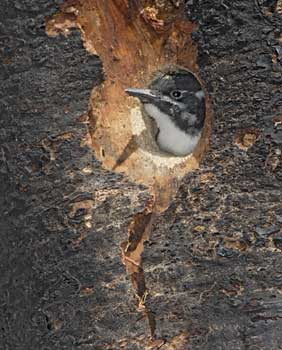 American Three-toed Woodpecker (Picoides dorsalis) photo image