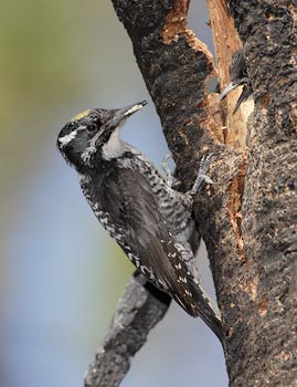 American Three-toed Woodpecker (Picoides dorsalis) photo image