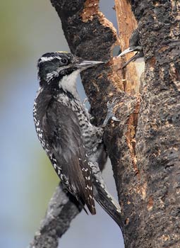 American Three-toed Woodpecker (Picoides dorsalis) photo image