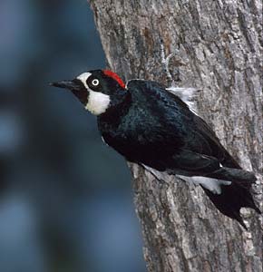 Acorn Woodpecker (Melanerpes formicivorus) photo image