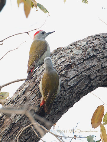 African Grey Woodpecker (Dendropicos goertae) photo image
