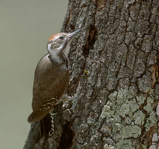 Arizona Woodpecker (Picoides arizonae) photo image