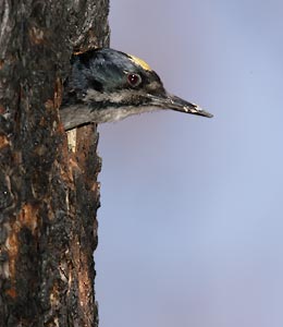 Black-backed Woodpecker (Picoides arcticus) photo image
