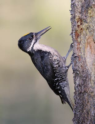 Black-backed Woodpecker (Picoides arcticus) photo