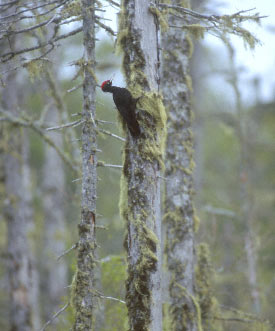 Black Woodpecker (Dryocopus martius) photo image