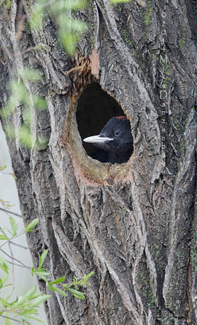 Black Woodpecker (Dryocopus martius) photo image