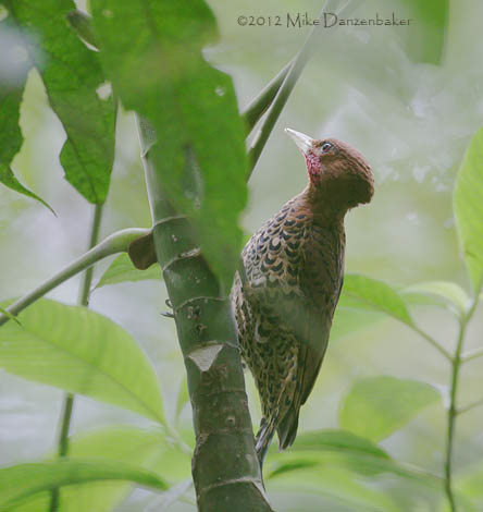 Cinnamon Woodpecker (Celeus loricatus) photo image