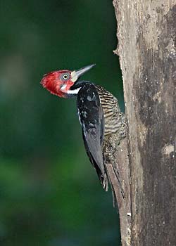 Crimson-crested Woodpecker (Campephilus melanoleucos) photo