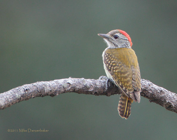 Cardinal Woodpecker (Dendropicos fuscescens) photo image