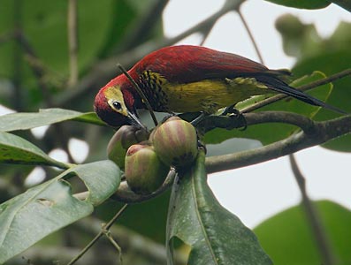 Crimson-mantled Woodpecker (Colaptes rivolii) photo image