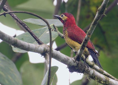 Crimson-mantled Woodpecker (Colaptes rivolii) photo image