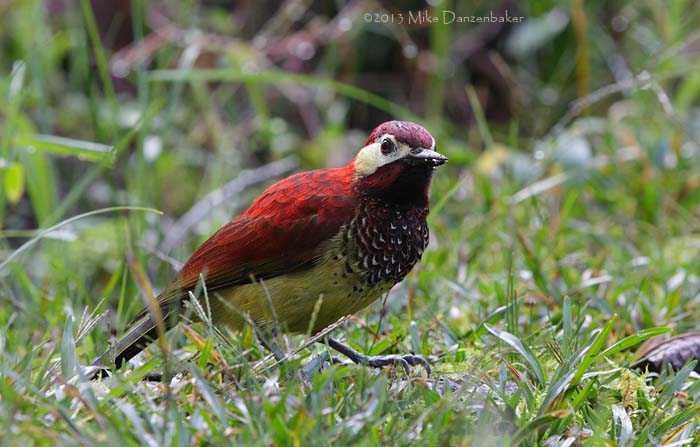 Crimson-mantled Woodpecker (Colaptes rivolii) photo image