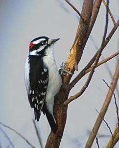 Downy Woodpecker (Picoides pubescens) photo image