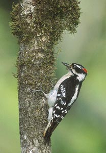 Downy Woodpecker (Picoides pubescens) photo image