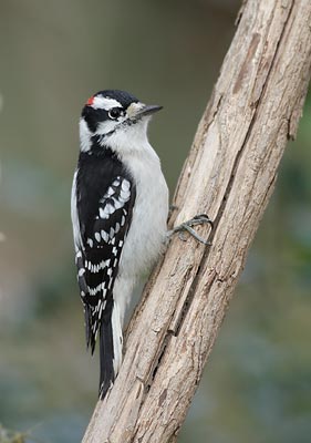 Downy Woodpecker (Picoides pubescens) photo image