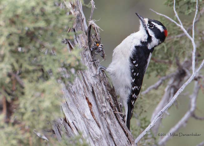 Downy Woodpecker (Picoides pubescens) photo image